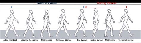 Human gait cycle and its phases | Download Scientific Diagram