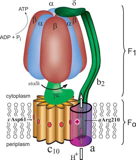 Insights into the Molecular Mechanism of Rotation in the Fo Sector of ATP Synthase: Biophysical ...