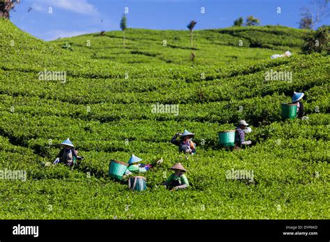 People harvesting tea (Camellia sinensis) on tea plantation near ...