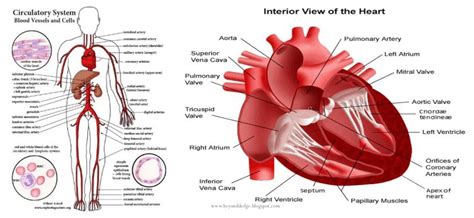 (a) The circulatory system, (b) Interior view of the heart disease... | Download Scientific Diagram