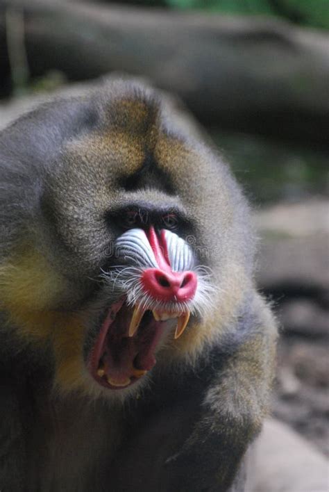 Mandrill Monkey with Sharp Teeth with His Mouth Open Stock Image ...