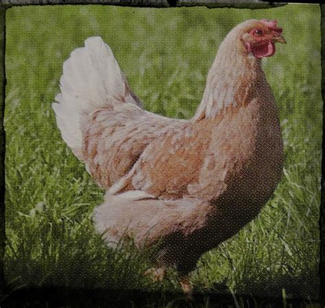 Popular Laying Hen Breeds » North Country Sheds