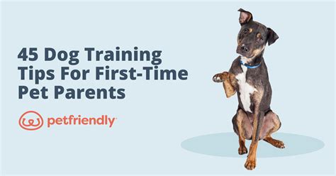 45 Dog Training Tips for First-Time Pet Parents