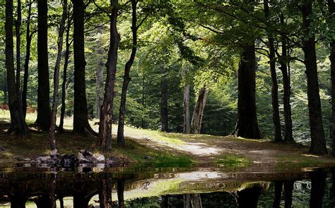 The Calm of the Forest Photograph by Bogdan M Nicolae - Fine Art America