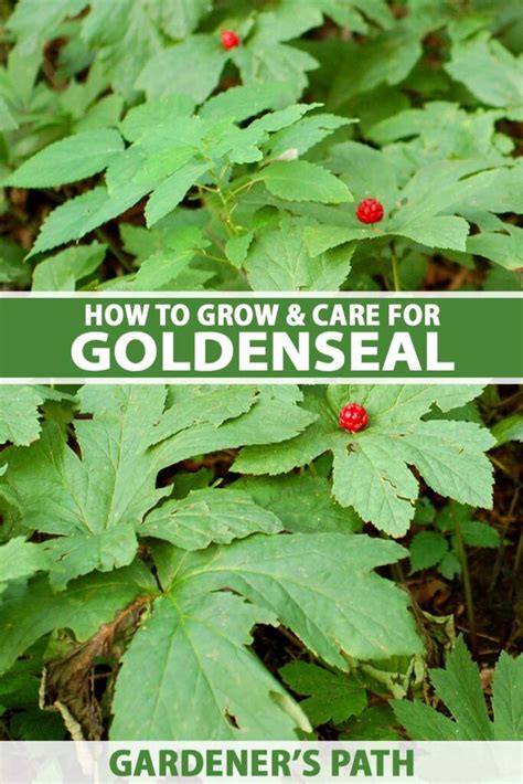 How to Plant and Grow Goldenseal | Gardener’s Path