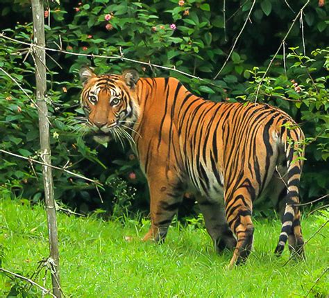 Bandipur National Park - Wild Life in Karnataka - Karnataka Tourism