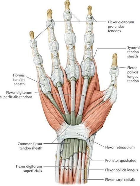 What is Flexor Tendons ? - Turkey Istanbul Medical