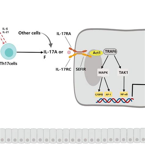 IL-17 production and IL7-related signaling pathways. Naïve T cells ...