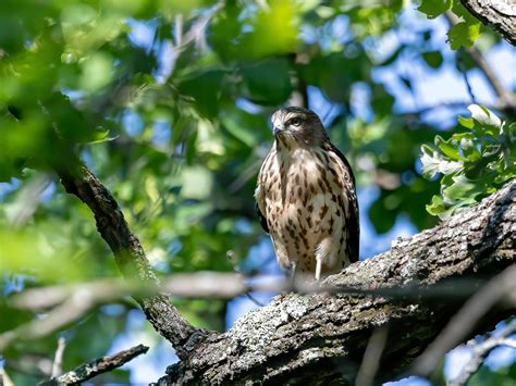 Red-Shouldered Hawk Nesting: A Complete Guide | Birdfact