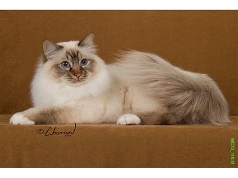 National Birman Fancier