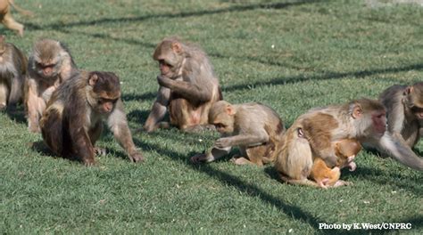 Detecting autistic-like traits in a general population of monkeys ...