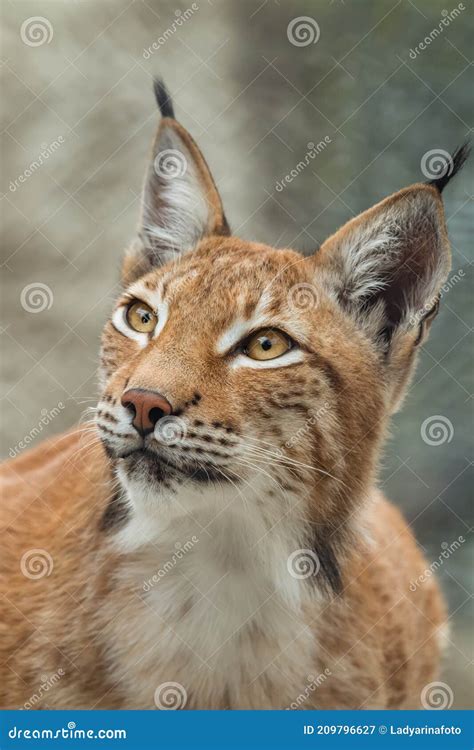 Lynx, Close-up Portrait. Wild Animals Stock Image - Image of european ...