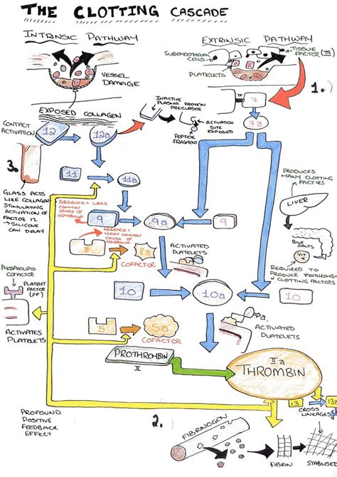 The Clotting Cascade Diagram on Meducation | Medical laboratory science, Medical laboratory ...