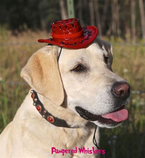 Dog_Cat Cowboy hat/ Cowboy hat _costume for dogs and | Etsy