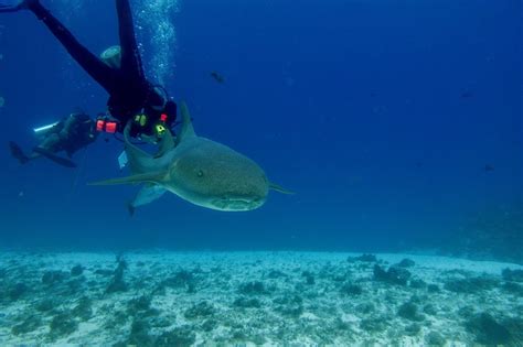 Scuba Diving in Cozumel with Dive with Martin - Travel Addicts