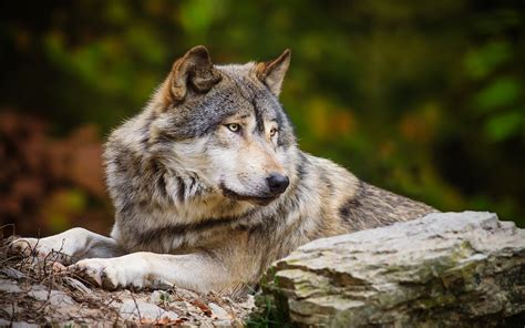 Download Animal Wolf HD Wallpaper