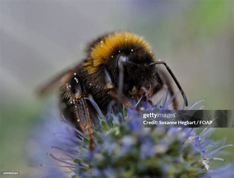 Closeup Of Bumblebee High-Res Stock Photo - Getty Images