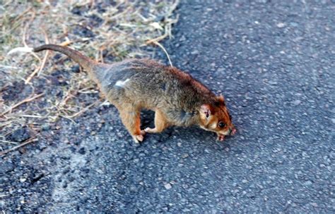 Animal response to a bushfire is astounding. These are the tricks they use to survive