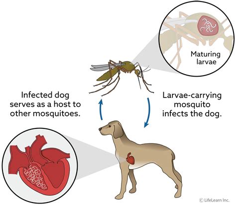 Learn About Heartworm Prevention & Treatment - Snodgrass Veterinary ...