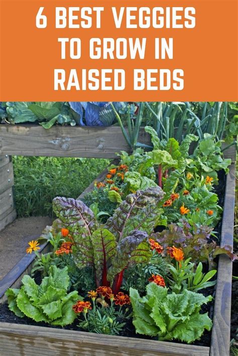 6 Best Veggies To Grow In Raised Beds - Modern Design 3 in 2020 ...