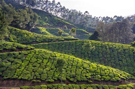 Munnar Tea Gardens, Kerala, India... | Munnar, Tea garden, Kerala india