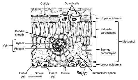 Anatomy Of A Leaf Worksheet: Understanding The Structure Of Leaves ...