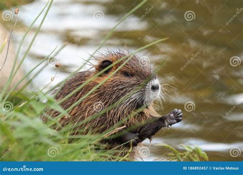 Young Coypu, Myocastor Coypus, Sitting in Grass on River Bank and Cleaning Hair on Forelegs ...