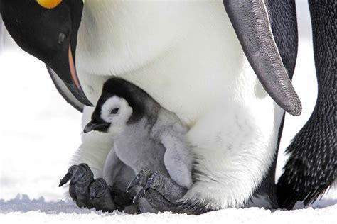 Pädagogische Kaiserpinguin-Fakten