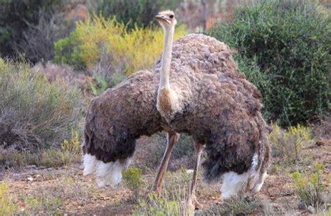 Ostrich - Description, Habitat, Image, Diet, and Interesting Facts