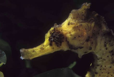 6 Best Seahorse Species for Aquariums