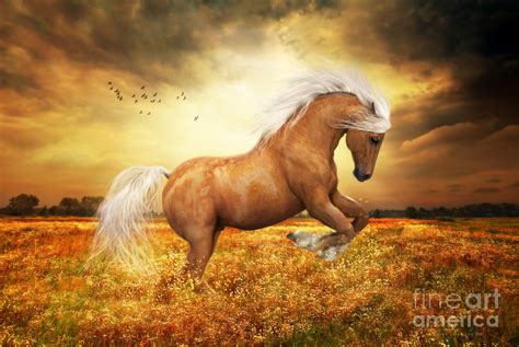 Palomino Horse Sundance Painting by Shanina Conway