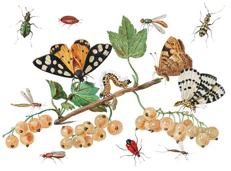 The fruit grower's guide : Vintage illustration of moth | Free stock illustration - 50905