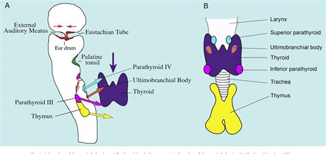 [PDF] The pharyngeal pouches and clefts: Development, evolution ...