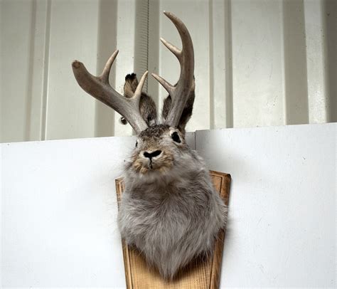 Jackalope - Wikipedia