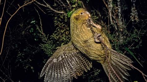 Island Conservation Kakapo Population Gets a Much-needed Boost - Island Conservation