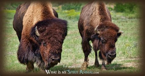 White Buffalo Symbolism & Meaning | White Buffalo Spirit, Totem & Power ...