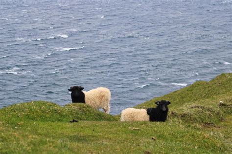 Portrait of sheep on Faroe Islands 3071380 Stock Photo at Vecteezy