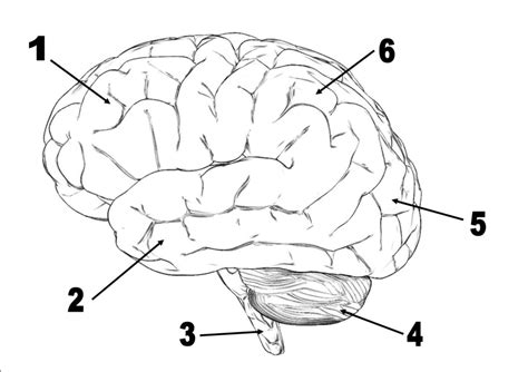 Brain diagram Diagram | Quizlet