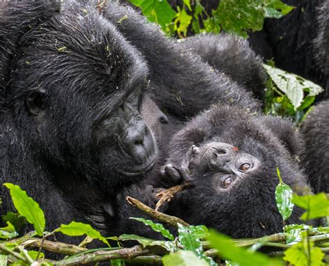 How to go Gorilla Trekking in Uganda