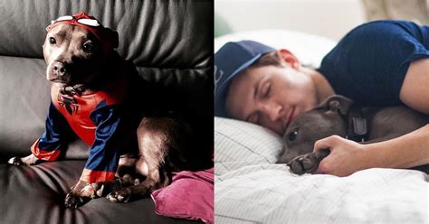 Tom Holland With His Dog Pictures | POPSUGAR Celebrity