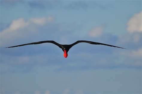 Premium Photo | Flying frigatebird