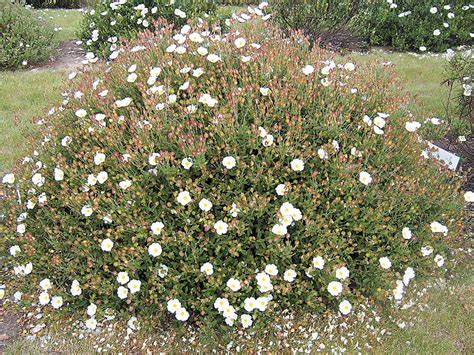 Pacific Horticulture | Rockroses for Northwest Gardens | Northwest garden, Horticulture, Dwarf ...