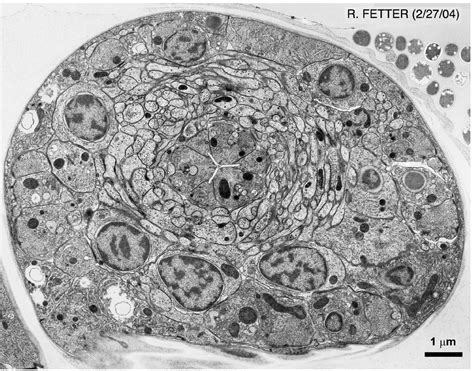 Bacterial Cell Under Microscope