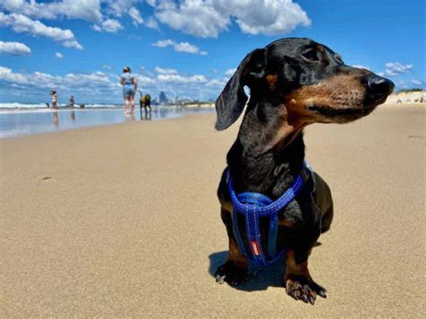 Visiting Dog-Friendly Beaches in Australia with Your Dog - Travelnuity