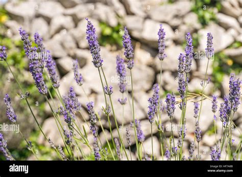 Close Up of Lavender on Hvar Island Stock Photo - Alamy