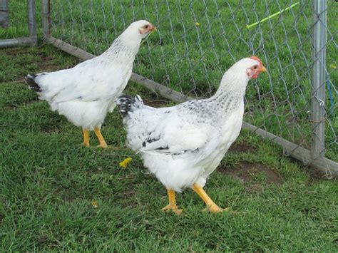 The Delaware chicks are all growing up into nice roosters and hens. | Biggest chicken, Animals ...