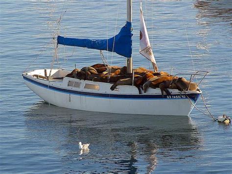 Free picture: sea lions, resting, boat