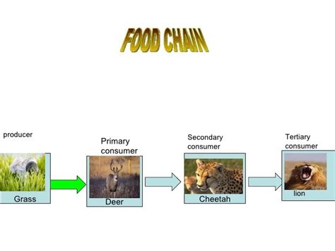 A Lion Food Chain