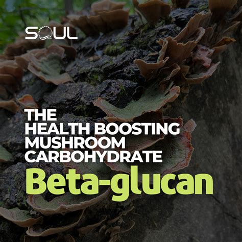 Mushroom Beta-glucans – Soul Performance Nutrition