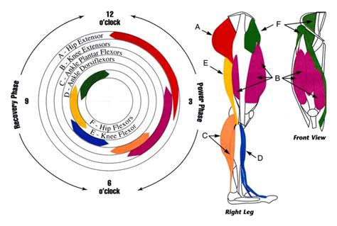 ¡Increíble! Todos los músculos que utilizas al pedalear - Merkabici